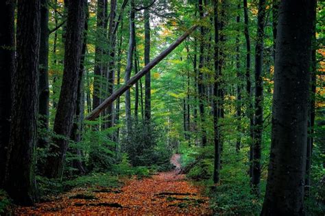 bosque encantado barcelona|Los 7 mejores bosques para visitar en Barcelona